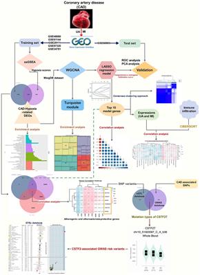 Hypoxia-associated genes predicting future risk of myocardial infarction: a GEO database-based study